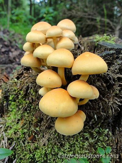 Mushroom 9