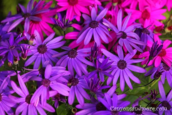 Purple Flowers 4