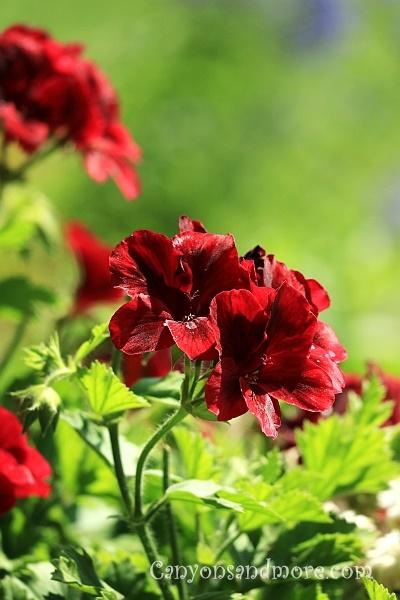 Red Flowers 7