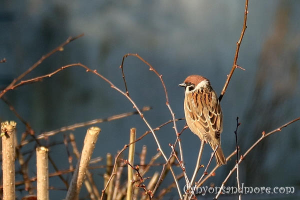 Sparrows 2