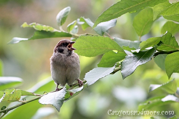 Sparrows 5