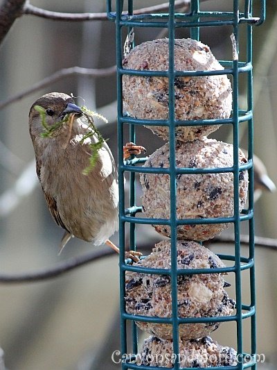 Sparrows 6