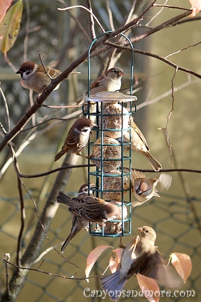 Sparrows 8