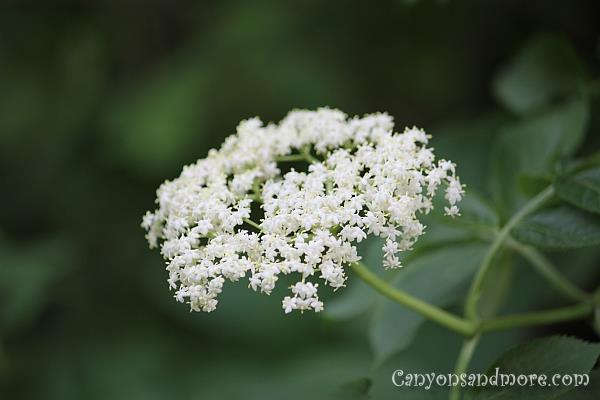 White Flowers 9
